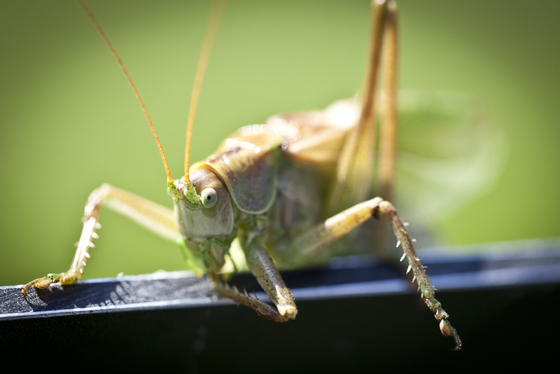 Makro Heuschrecke 2